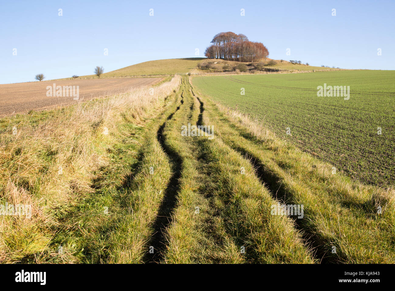 Chalk landscape in winter, Woodborough Hill, Vale of Pewsey, Wiltshire, England, UK Stock Photo