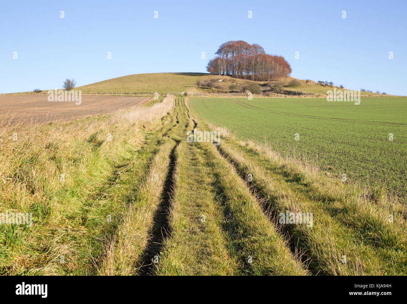 Chalk landscape in winter, Woodborough Hill, Vale of Pewsey, Wiltshire, England, UK Stock Photo