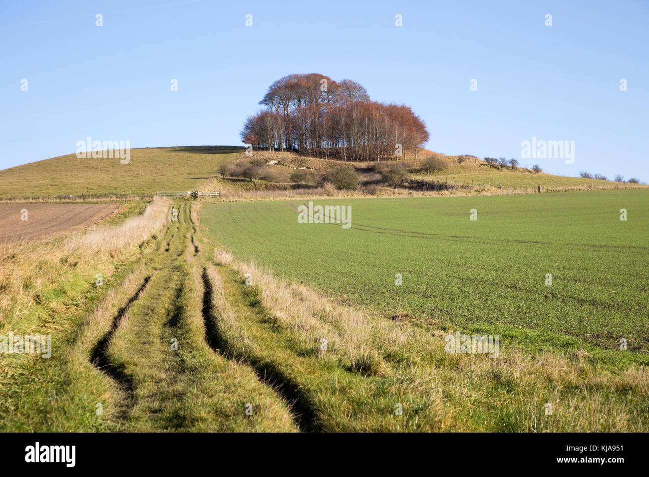 Chalk landscape in winter, Woodborough Hill, Vale of Pewsey, Wiltshire, England, UK Stock Photo