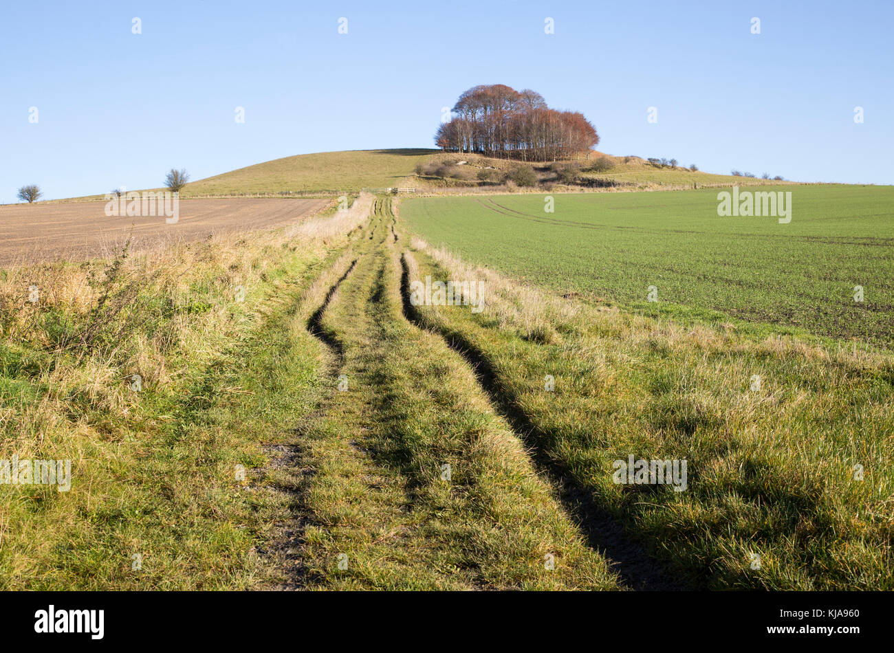 Chalk landscape in winter, Woodborough Hill, Vale of Pewsey, Wiltshire, England, UK Stock Photo