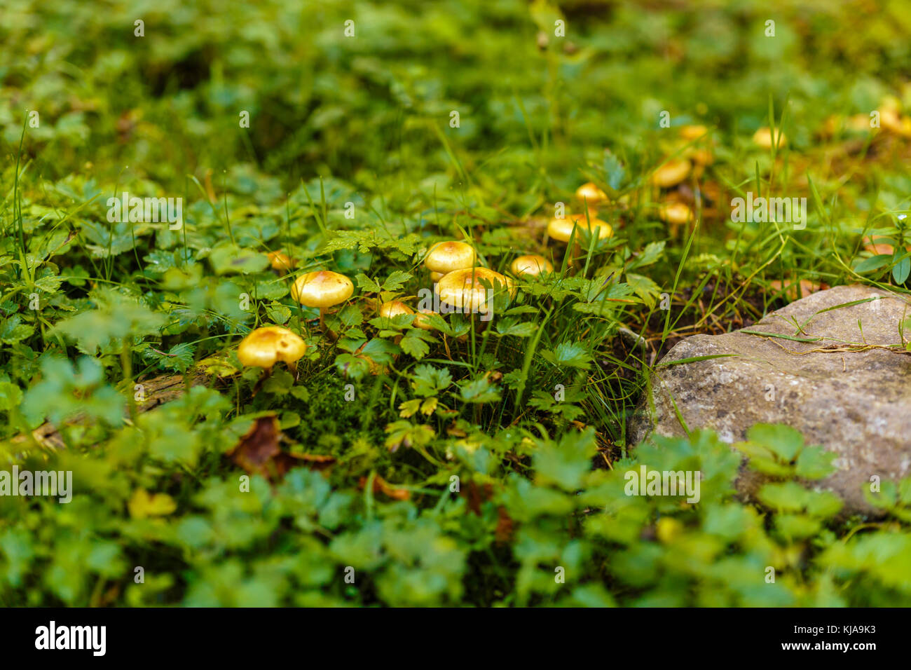 Honey mushrooms cluster in the forest, closeup shot Stock Photo
