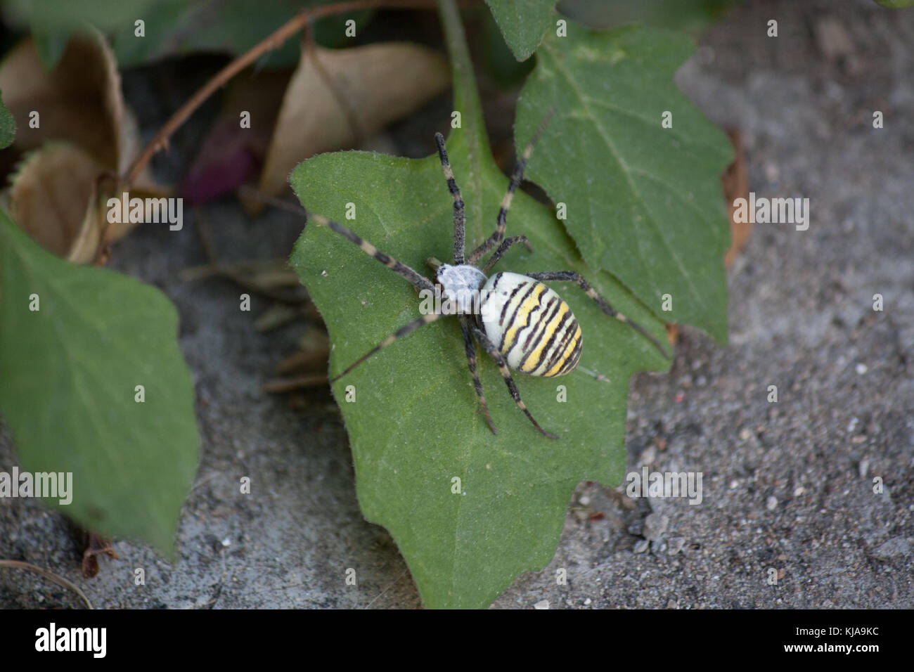 Yellow spider on the list Stock Photo