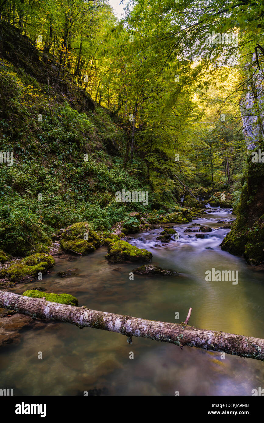 Landscape with mountain river flowing through forest Stock Photo - Alamy
