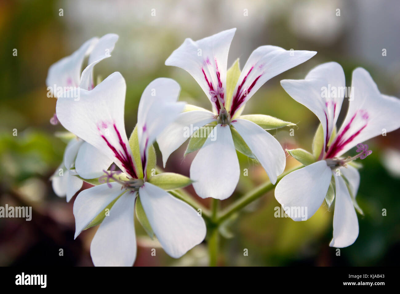 Ivy Geranium Pelargonium Peltatum 'Blizzard White' Stock Photo