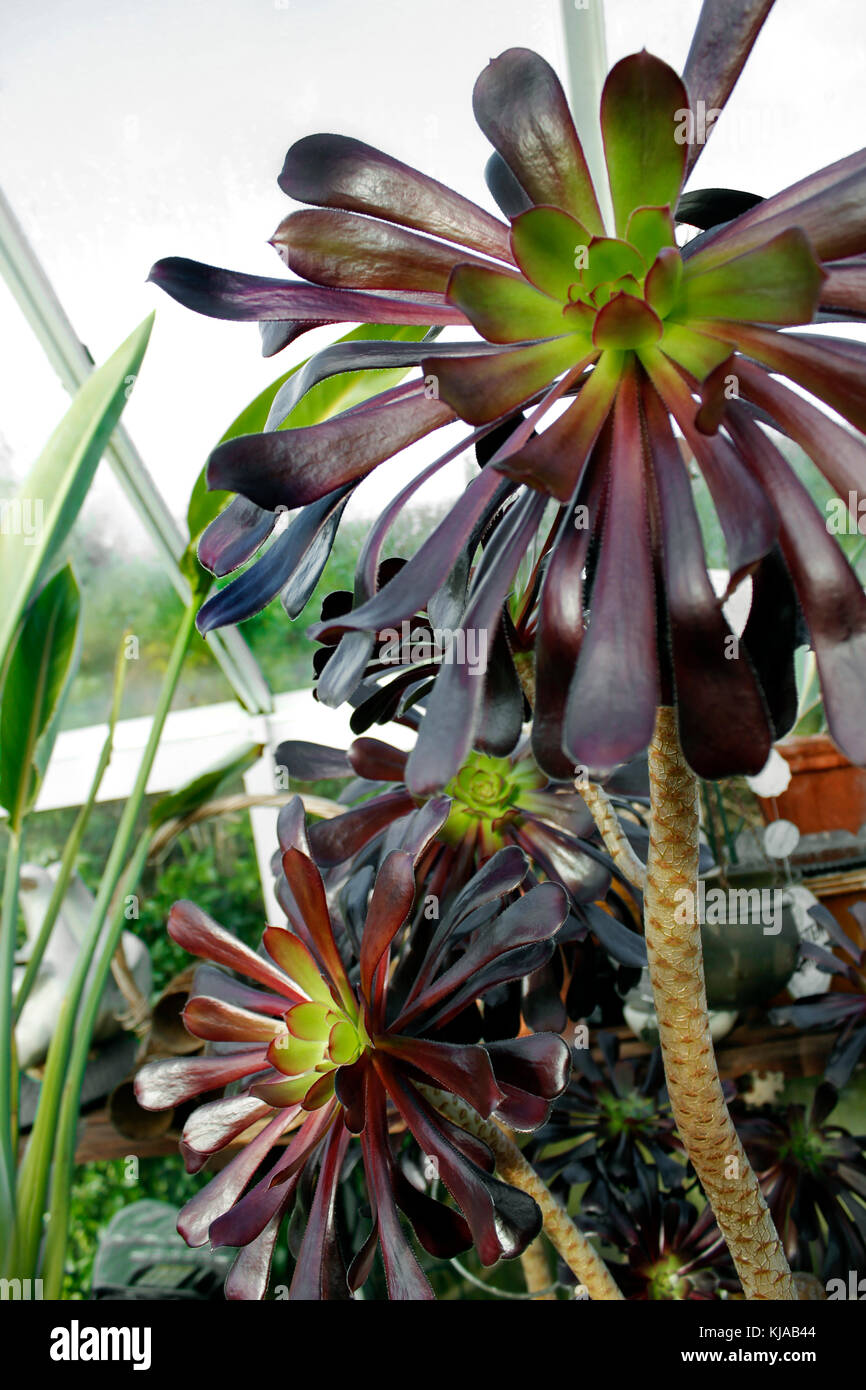Aeonium 'Zwarthkop' - stately purple black rosettes Stock Photo