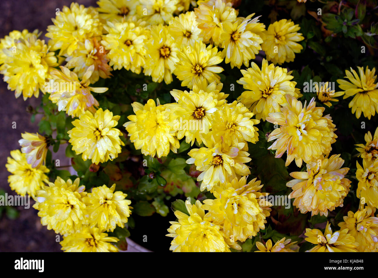 Yellow Chrysanthemum 'Golden Chalice' Stock Photo