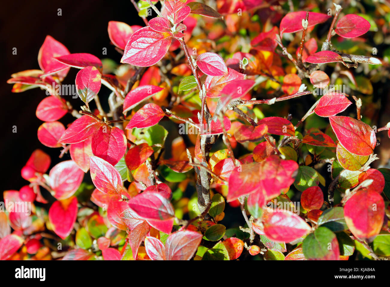 Autumn colours on Cotoneaster plant Stock Photo