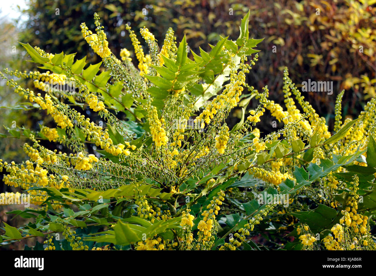 Mahonia charity bee hi-res stock photography and images - Alamy