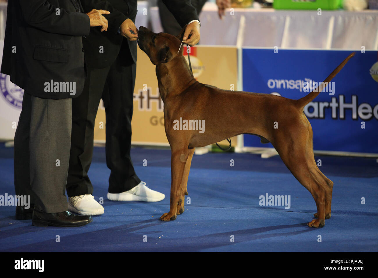 Bangkok, Thailand. 22nd Nov, 2017. The compettition Thai Ridgeback Dog show  in event The Princess'sCup Bangkok, Thailand 2017 Credit: Panupong  Changchai/Pacific Press/Alamy Live News Stock Photo - Alamy