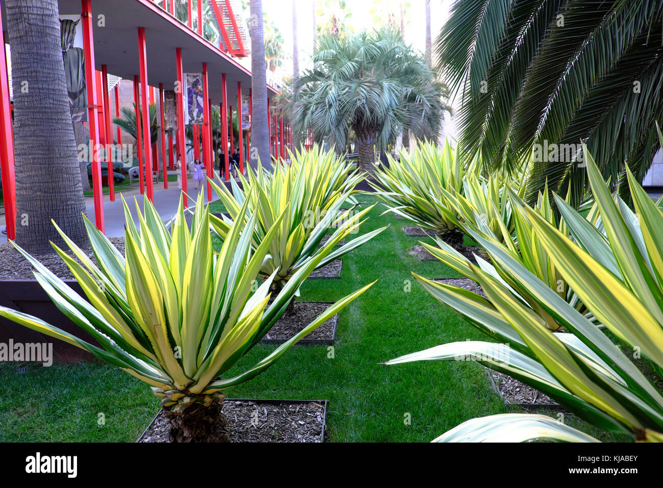 Yucca plants at LACMA palm garden next to walkway to Broad Contemporary Art Museum, Wilshire Blvd Miracle Mile Los Angeles LA California  KATHY DEWITT Stock Photo