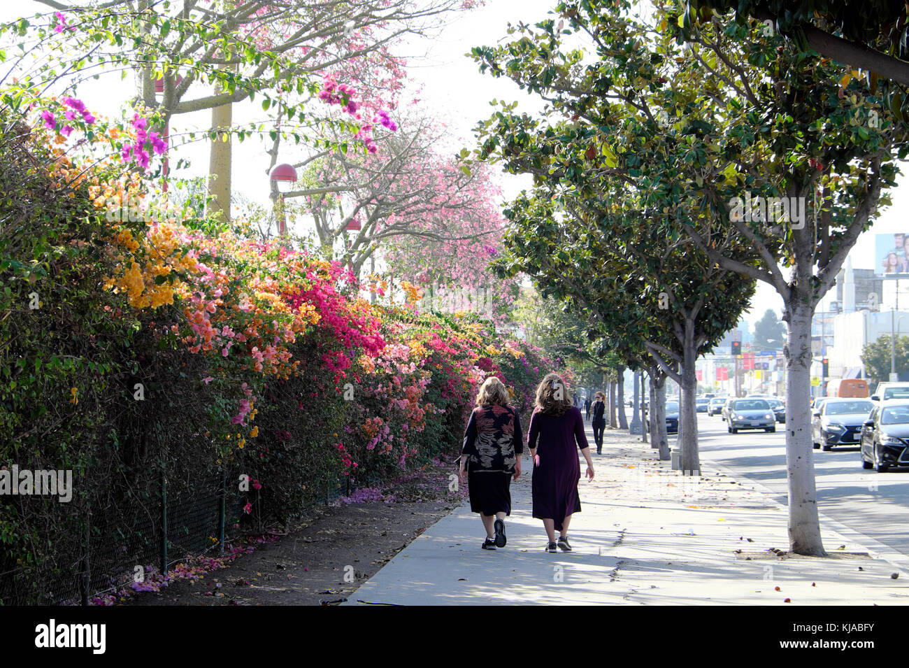 Rear view of two middle-aged women walking next to a fence covered with bougainvillea flowering in October, N Fairfax Ave Los Angeles CA KATHY DEWITT Stock Photo
