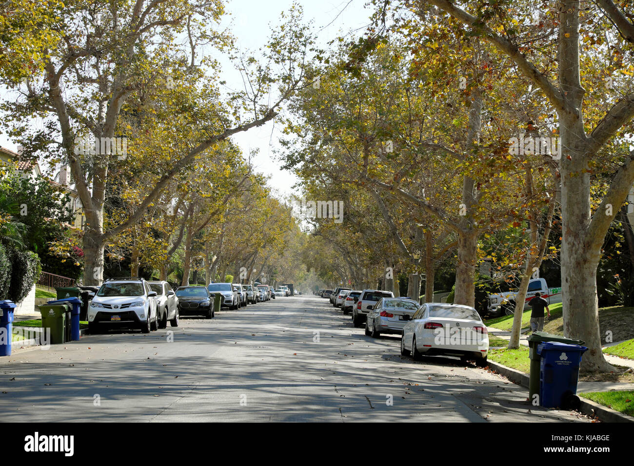 West Hollywood residential area with parked cars in a leafy street view in autumn near Beverly Boulevard in Los Angeles, California USA   KATHY DEWITT Stock Photo