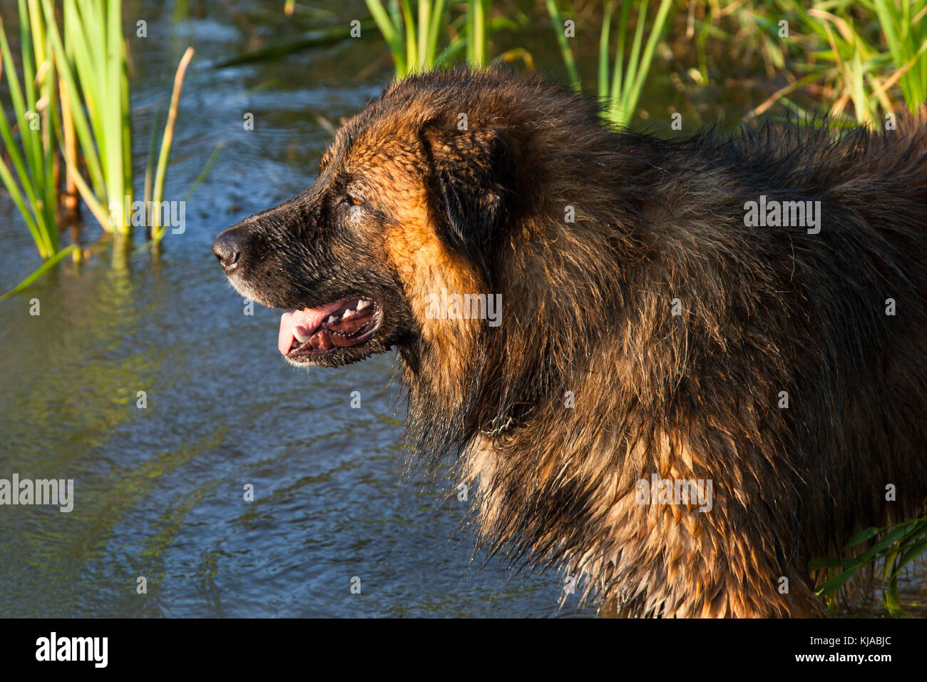 kaukasischer Hirtenhund  owtscharka beim baden Stock Photo