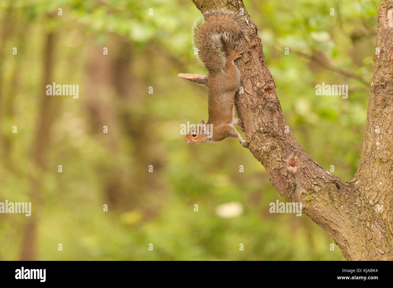 A grey squirrel concentrates and grips a tree while getting ready to jump to a bird feeder Stock