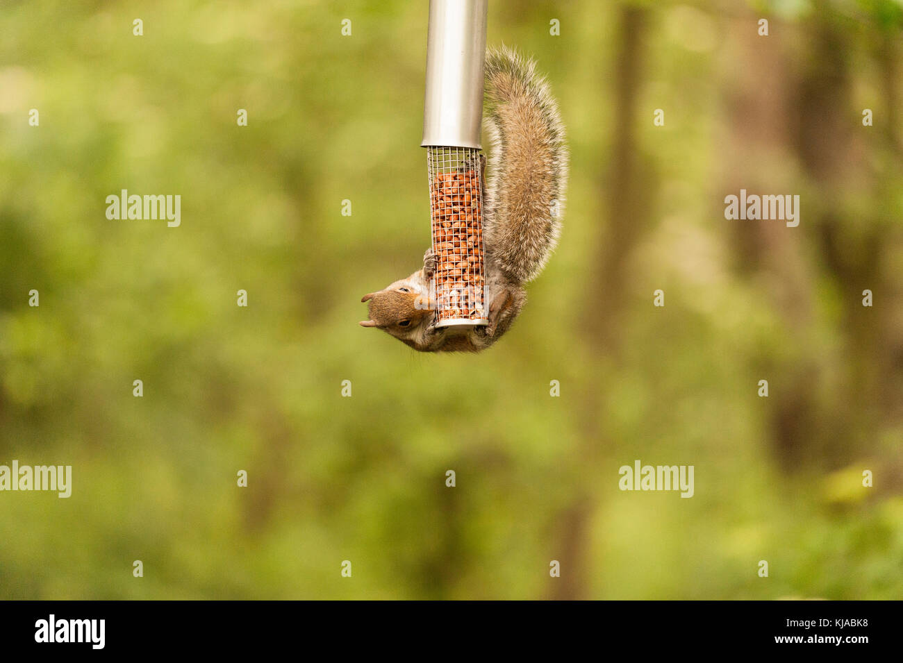 A Grey Squirrel Hangs Onto A Nut Feeder To Scavenge Nuts From