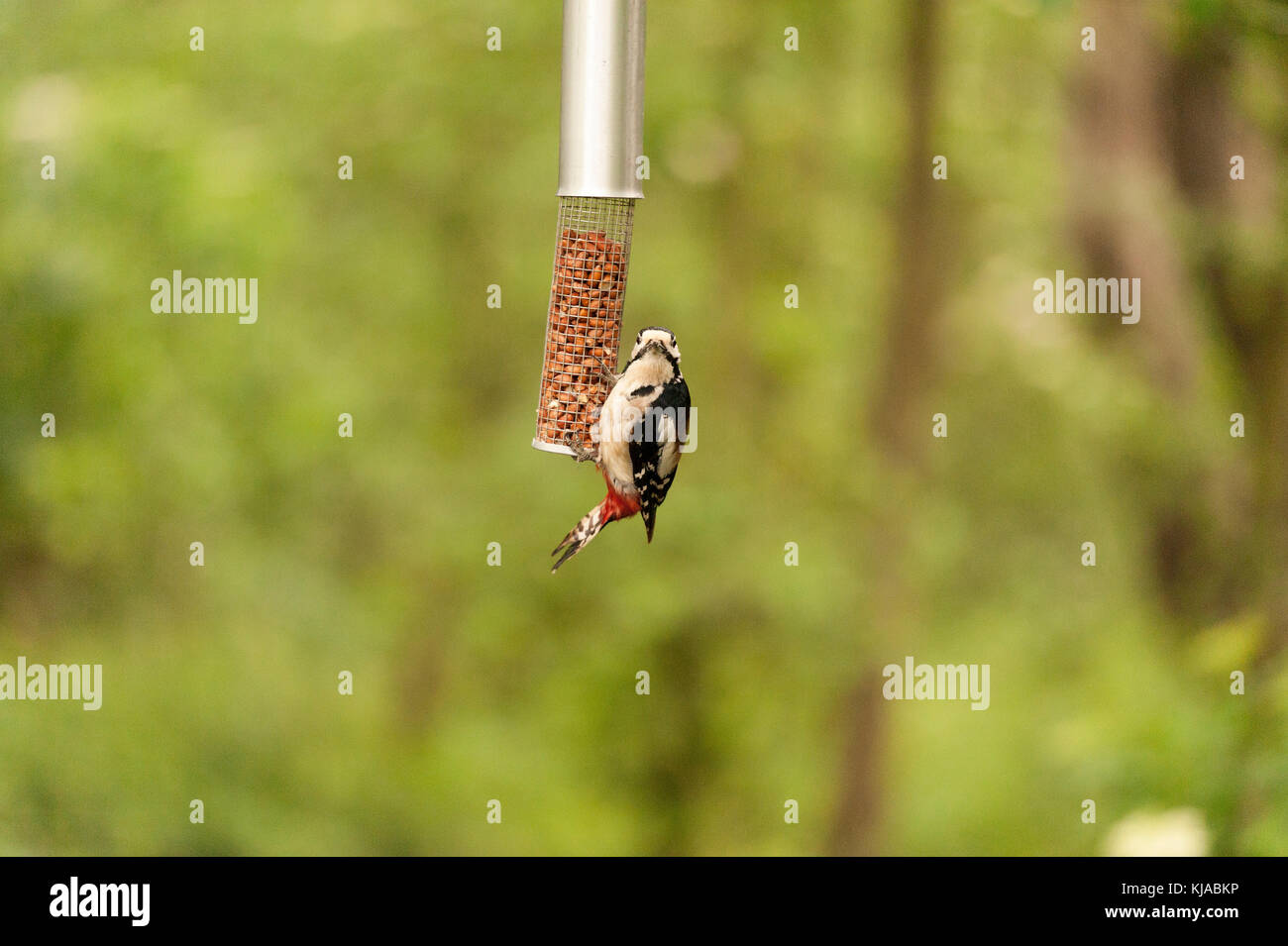 Lesser Spotted Woodpecker Latin name Dendrocopos minor, staring