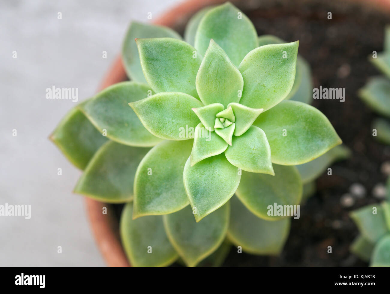 Close up of potted echeveria succulent plant Stock Photo