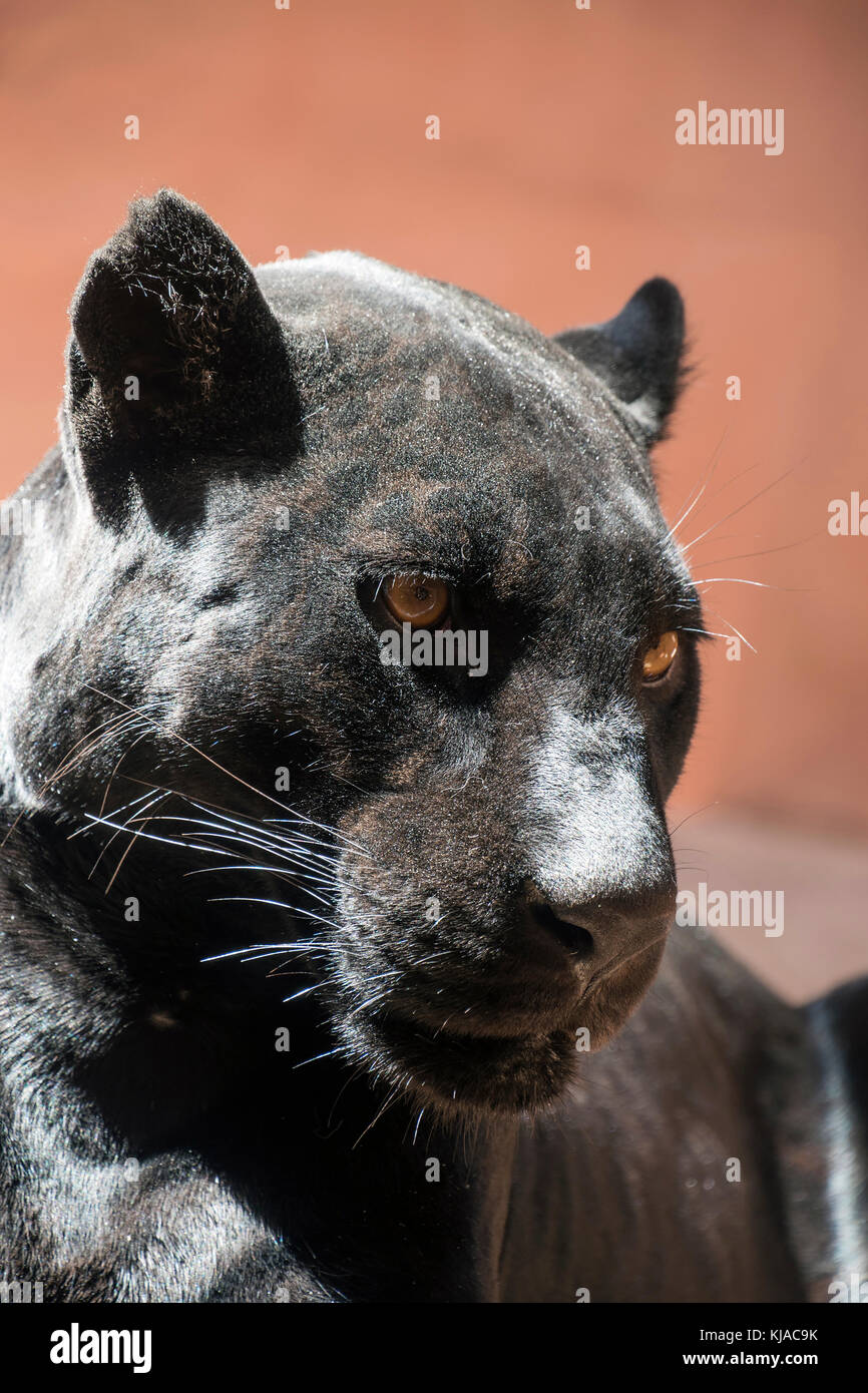 Close up side profile portrait of black jaguar (Panthera onca, black panther) looking away aside of camera over brown background, low angle view Stock Photo
