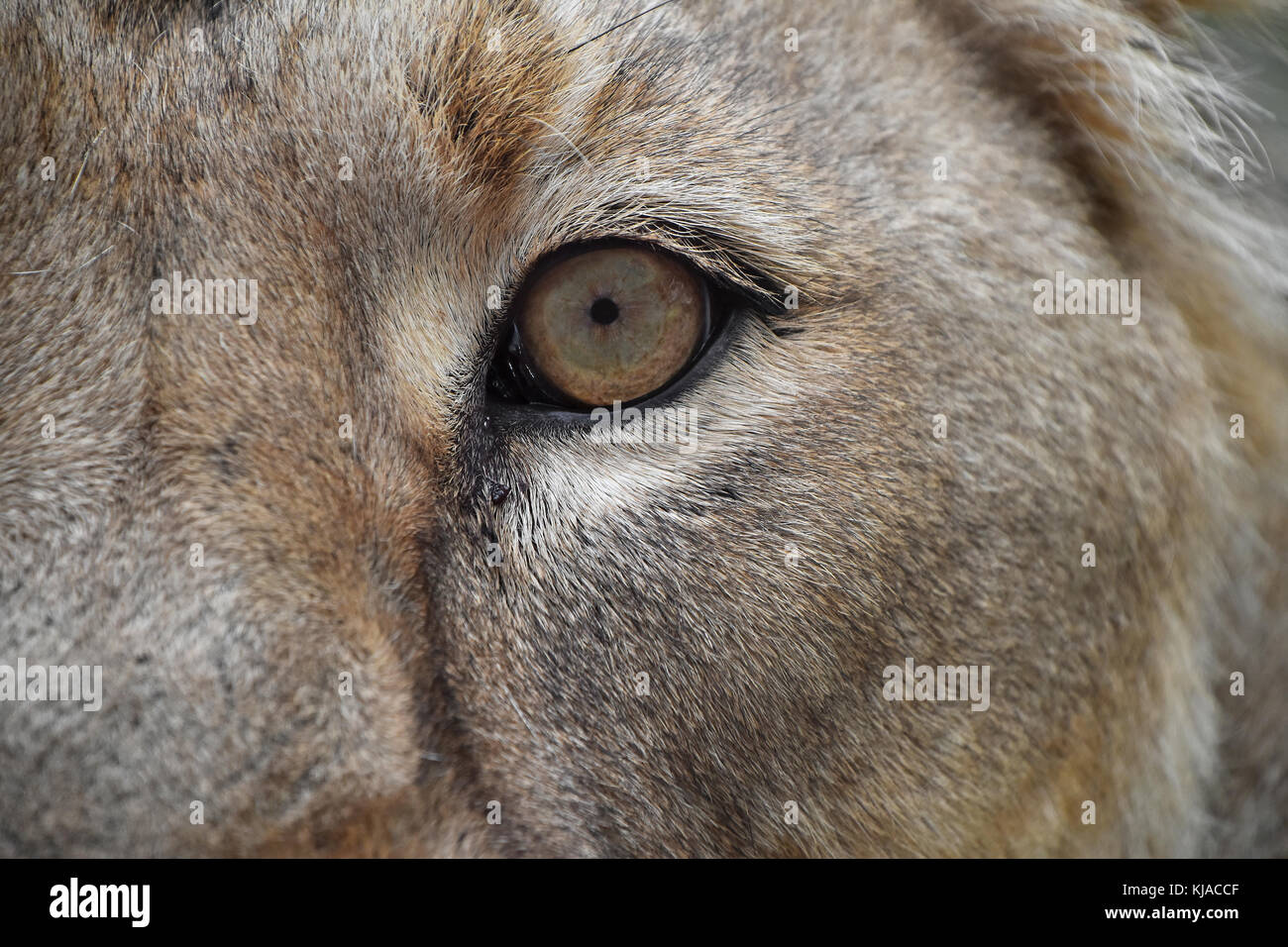 Extreme detailed close up of female African lioness eye looking at camera Stock Photo