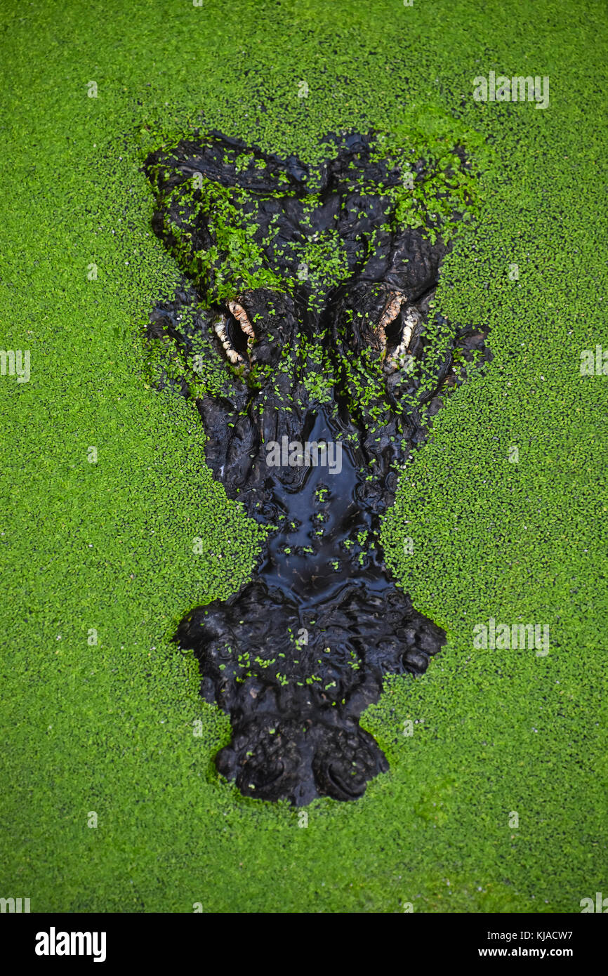 Close up portrait of alligator crocodile looking out of green duckweed hiding in water ambush, elevated top view Stock Photo