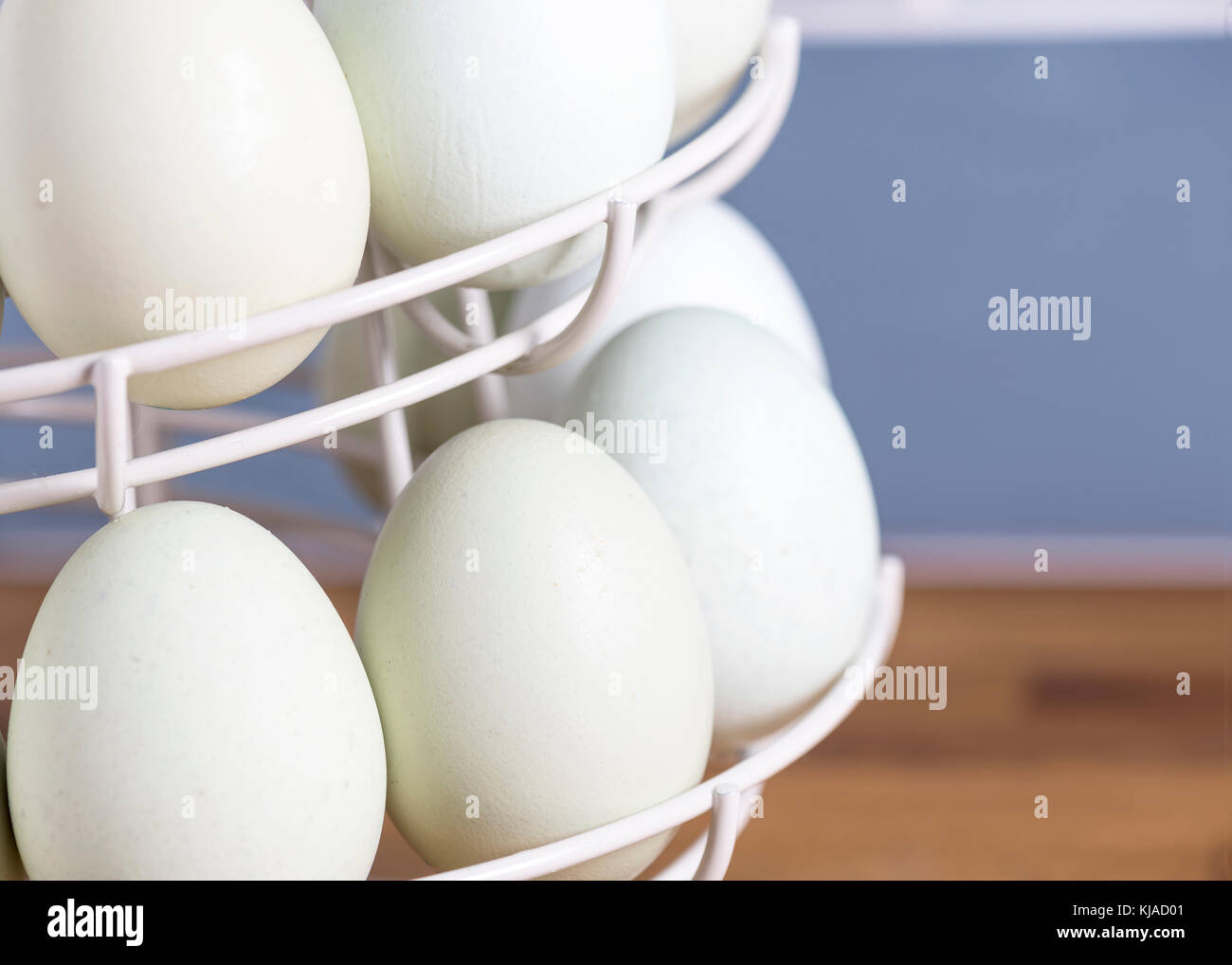 selective focus on  blue eggs in a rack that are laid by theses breeds Legbar, Ameraucana,  Araucana and Easter chickens,front focus  blurred backgrou Stock Photo