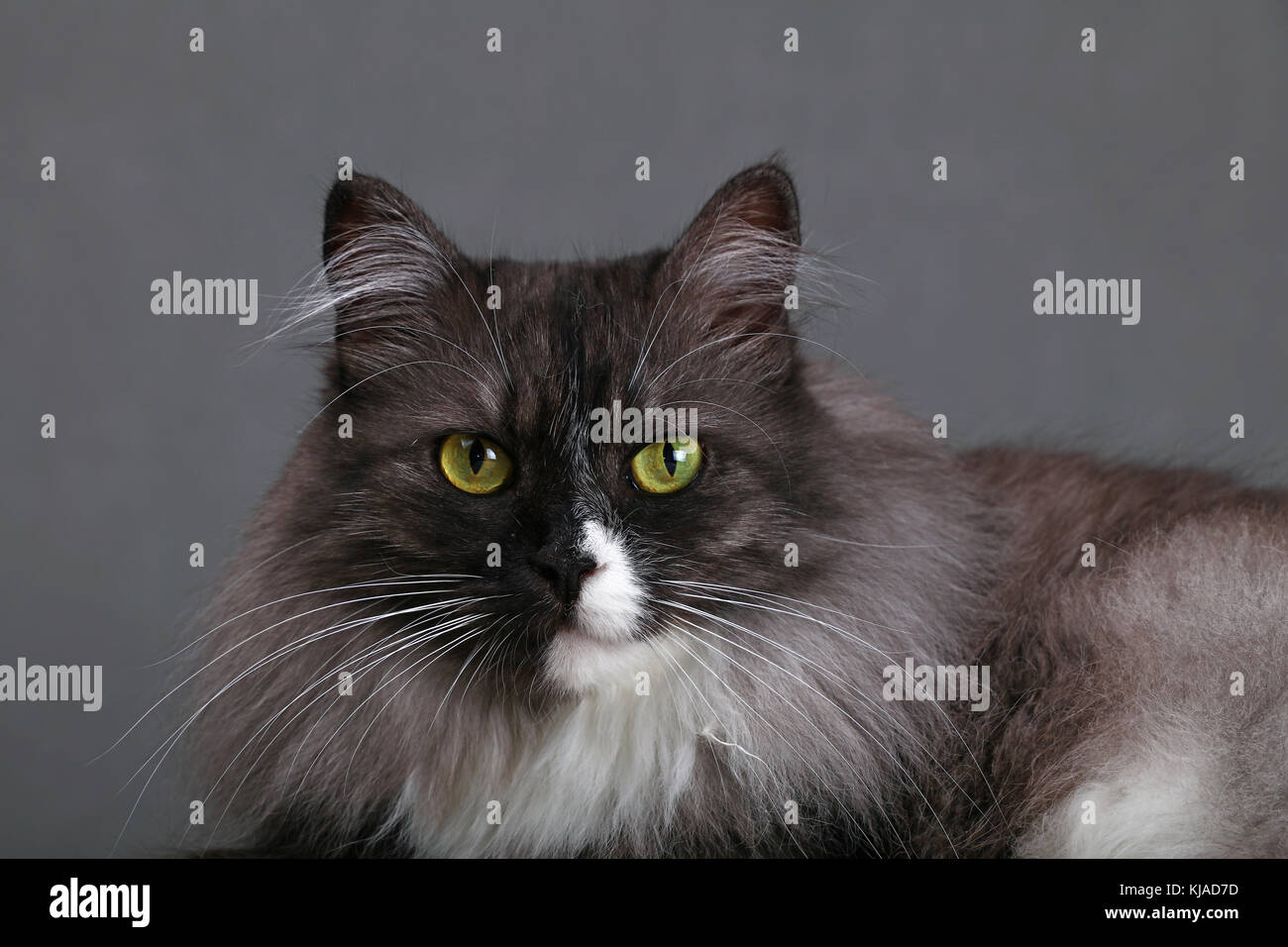 Close up portrait of one cute gray domestic cat with white spots and large whisker looking at camera over gray background, close up, low angle view Stock Photo
