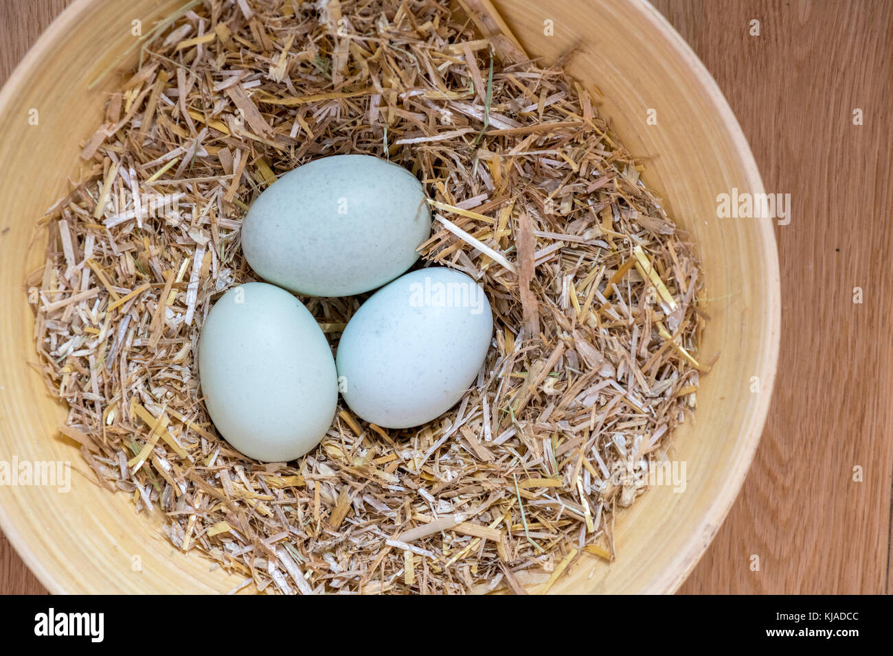 three of  blue eggs in a nest of hay that are laid by theses breeds Legbar, Ameraucana,  Araucana and Easter chickens, over view to accommodate copy s Stock Photo