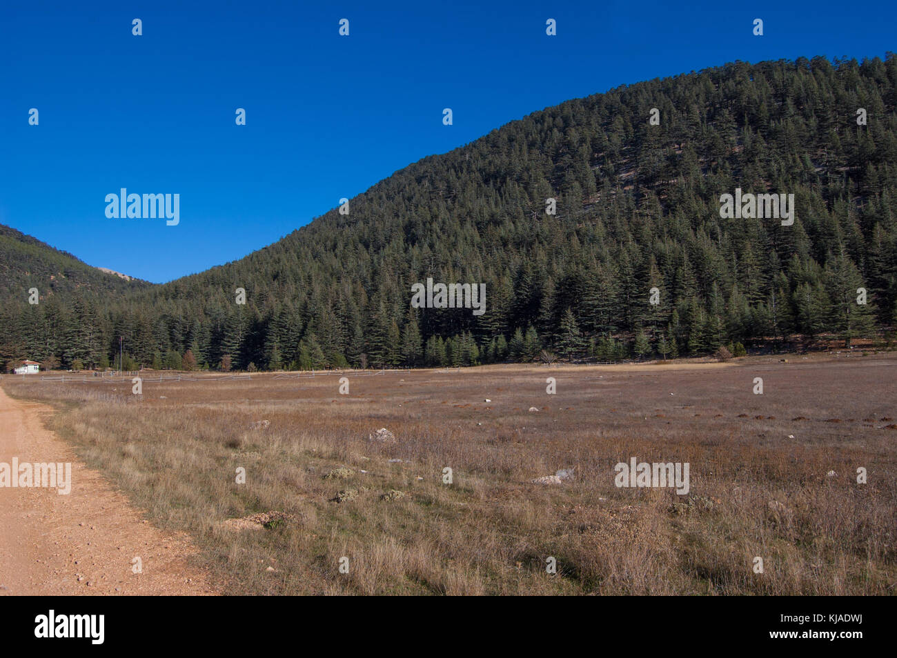 Highland plateau in cedar forest. Mountain way, Turkey, K zlar Sivrisinde Stock Photo