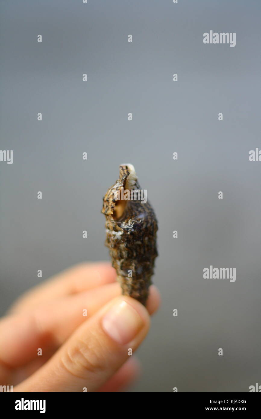 A small dark cerith type sea shell held with fingers. Stock Photo