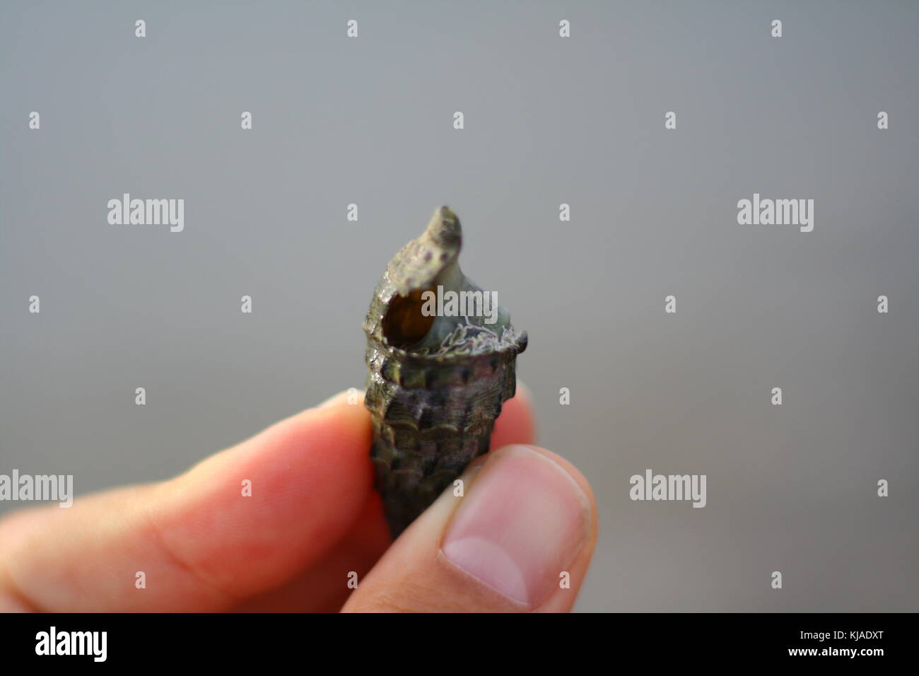 A small dark cerith type sea shell held with fingers. Stock Photo