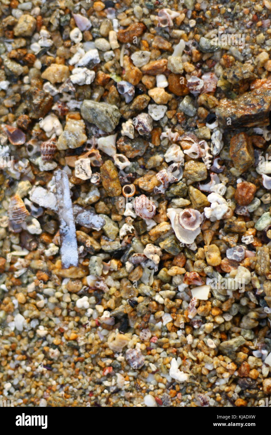 Small sehlls in the gravel on the beach. Stock Photo
