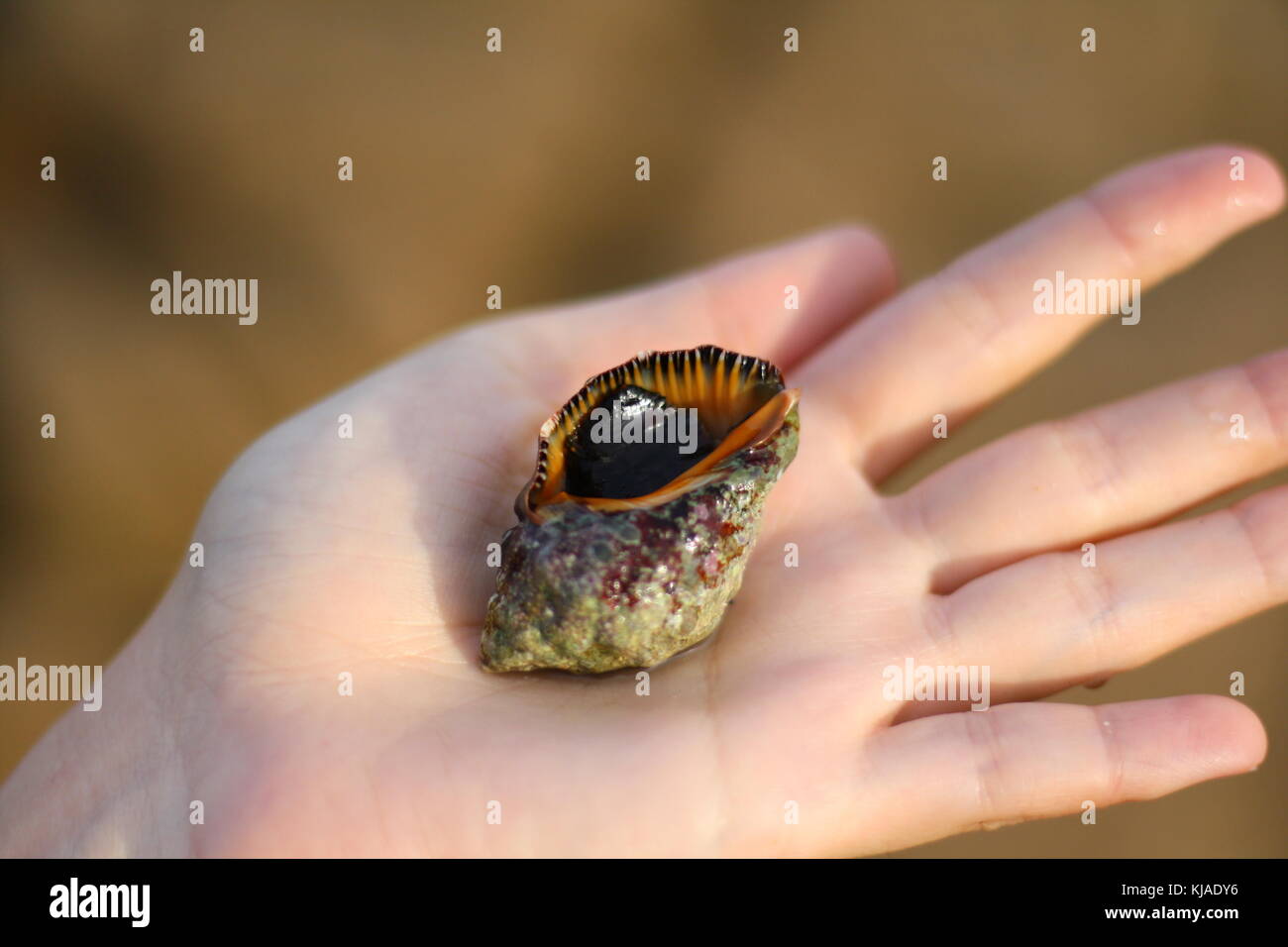 A living seashell held in the hand palm, just taken right out of sea water. Stock Photo