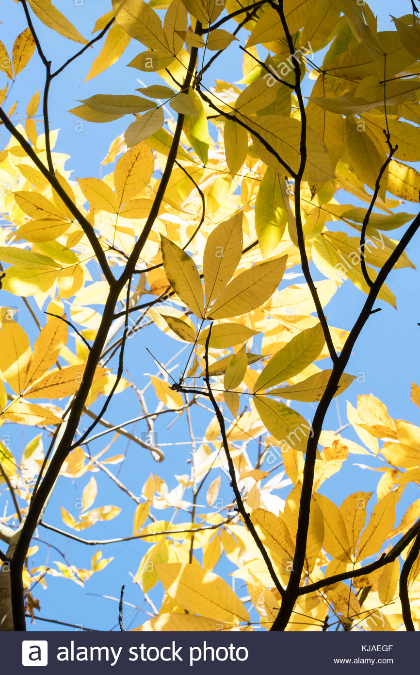 Bitternut Hickory Stock Photos & Bitternut Hickory Stock Images Alamy