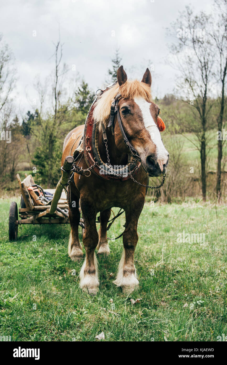 Draught horse in a harness with a cart attached to in standing in a grass field Stock Photo