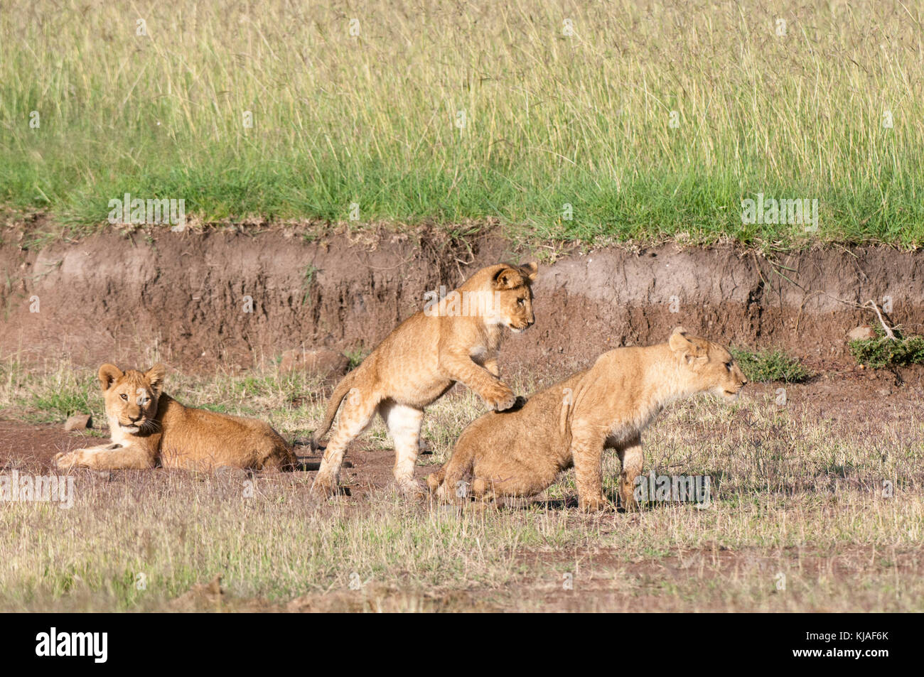 Lion (Panthera leo), Masai Mara, Kenya Stock Photo - Alamy