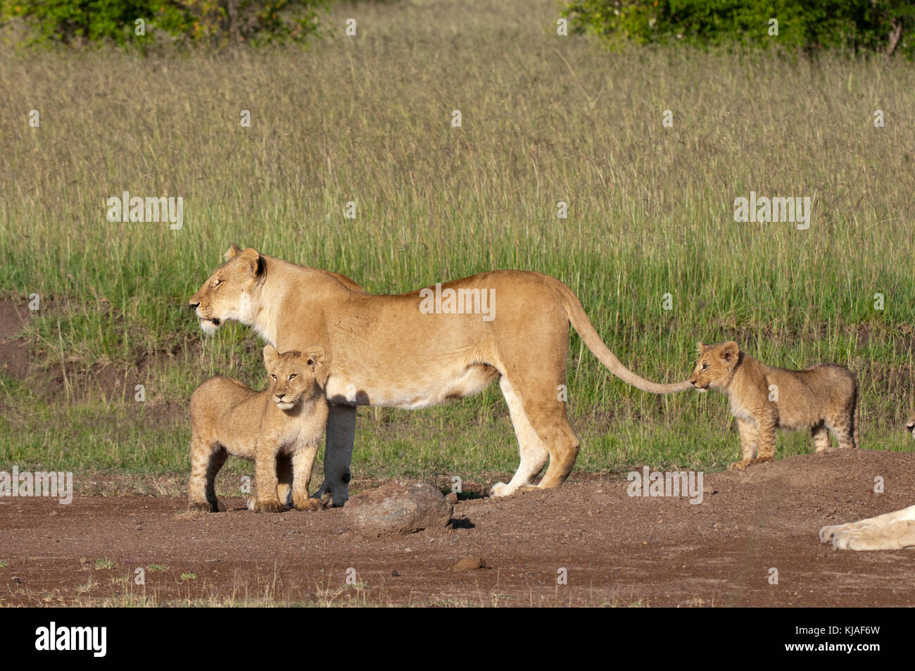 Lion (Panthera leo), Masai Mara, Kenya Stock Photo - Alamy