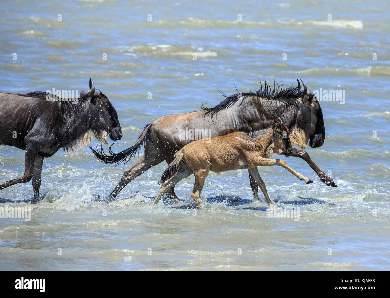 What Is The Great Migration Serengeti