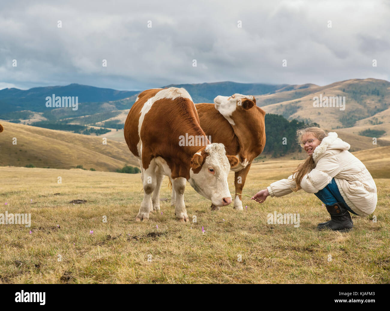 Girl hangs out with cows at pasture Stock Photo - Alamy