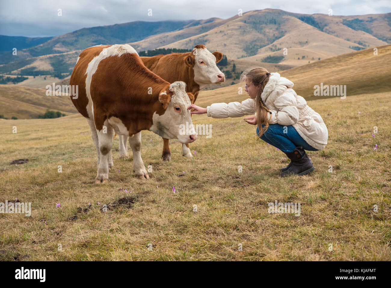 Girl hangs out with cows at pasture Stock Photo - Alamy