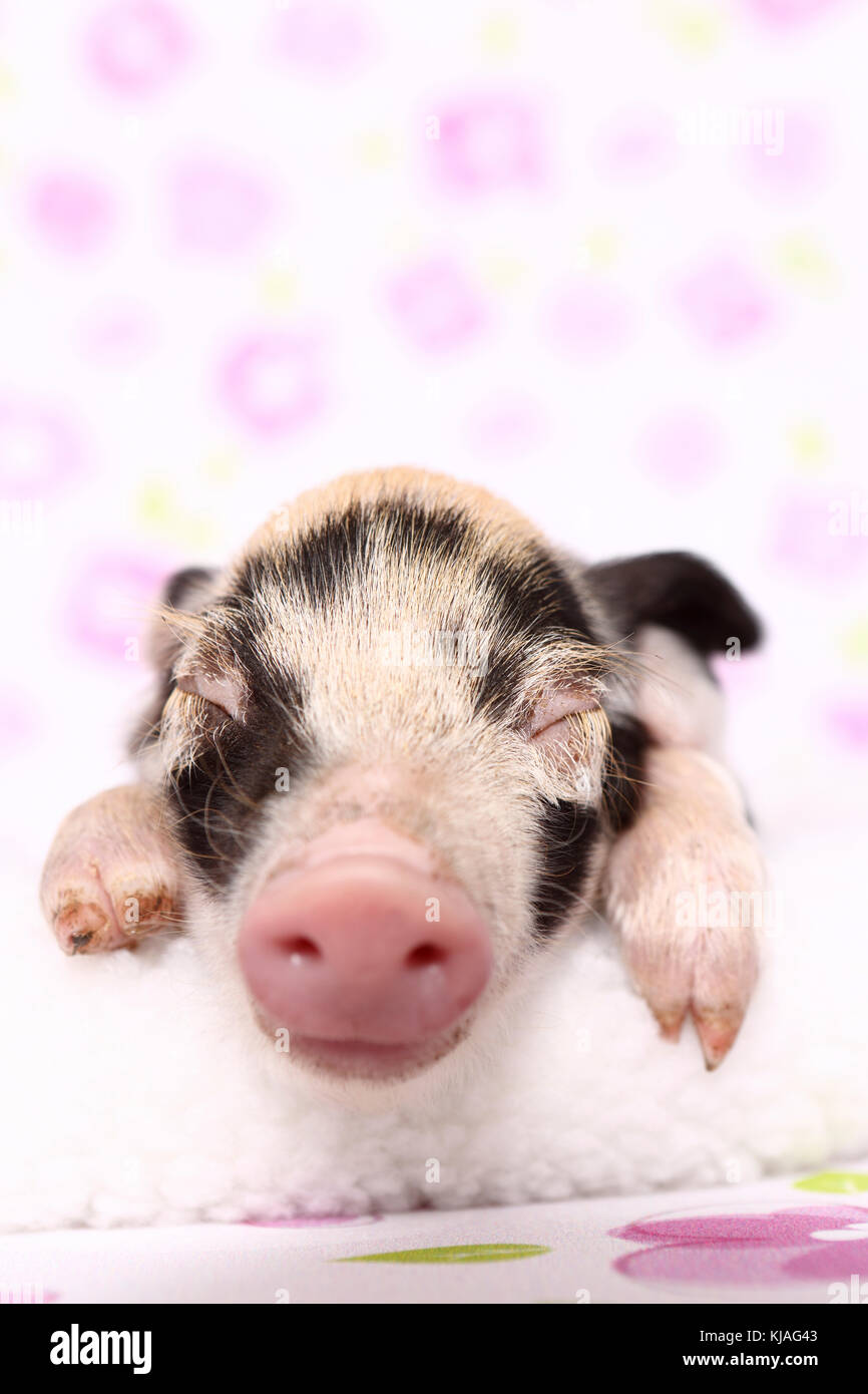 Domestic Pig, Turopolje x ?. Piglet sleeping on a white blanket. Studio picture seen against a white background with flower print. Germany Stock Photo