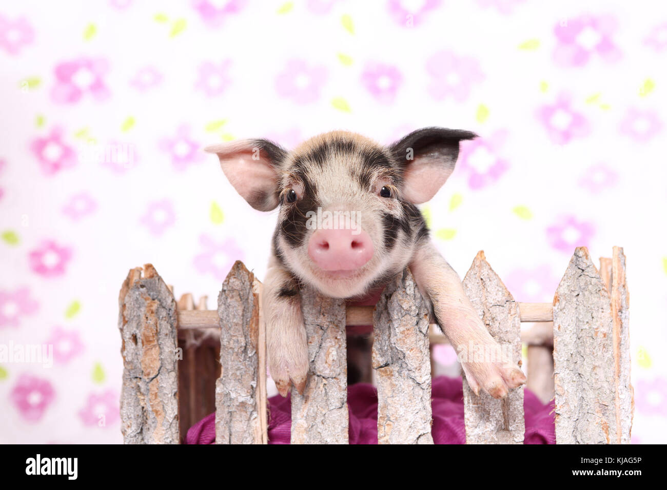 Domestic Pig, Turopolje x ?. Piglet in a small enclosure. Studio picture seen against a white background with flower print. Germany Stock Photo