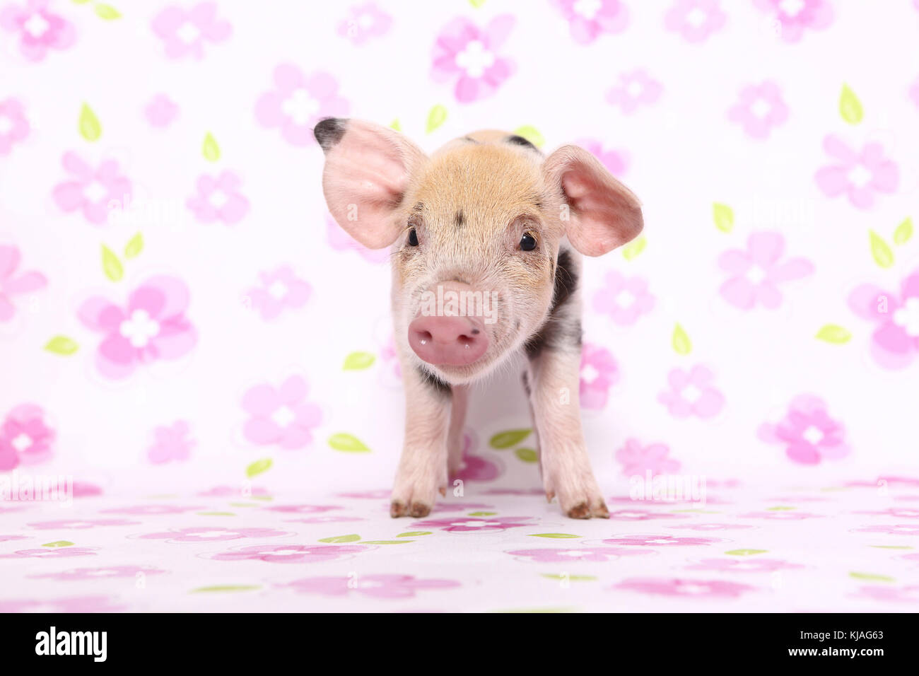 Domestic Pig, Turopolje x ?. Piglet standing. Studio picture seen against a white background with flower print. Germany Stock Photo