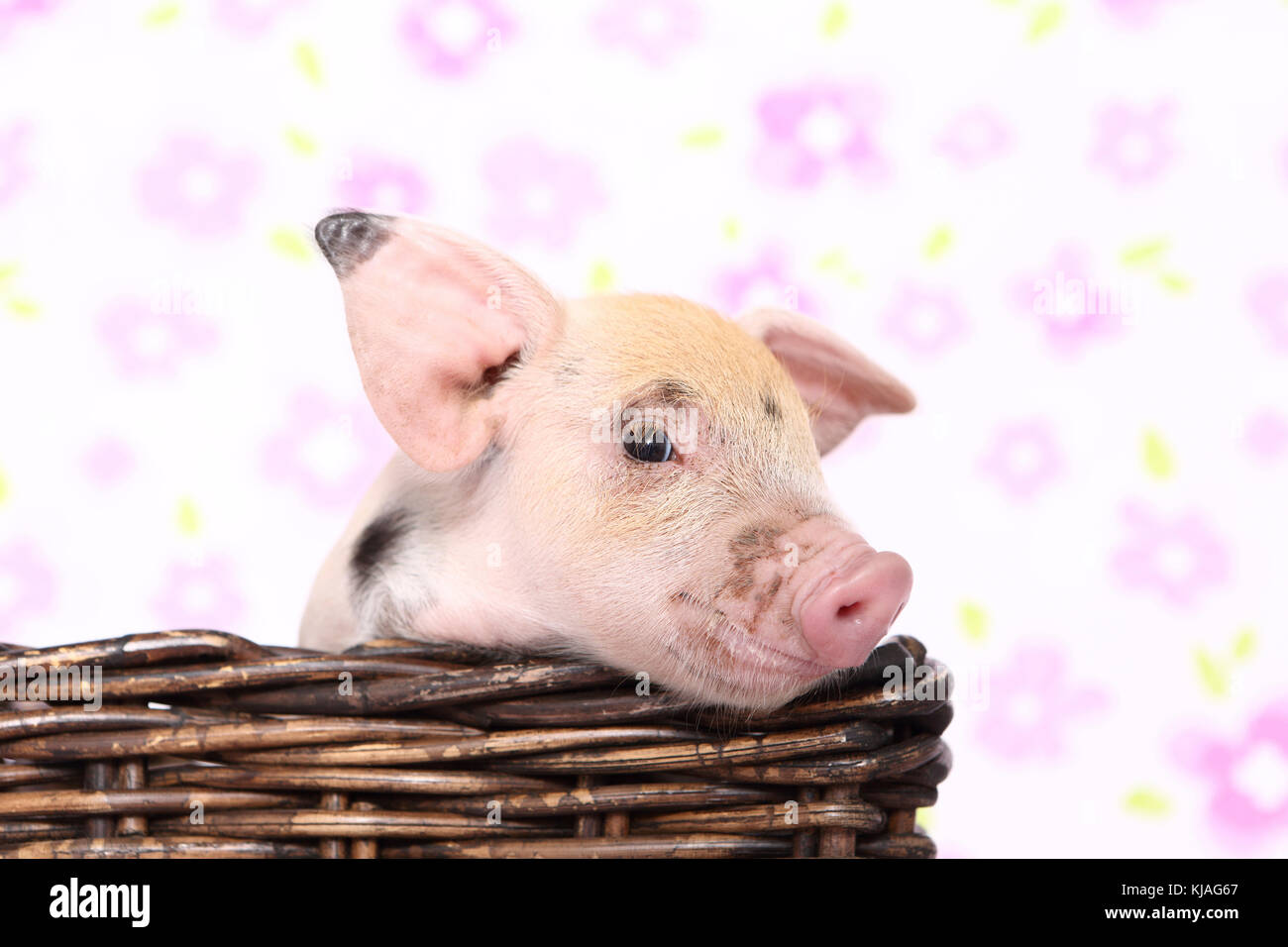 Domestic Pig, Turopolje x ?. Piglet in a basket. Studio picture seen against a white background with flower print. Germany Stock Photo