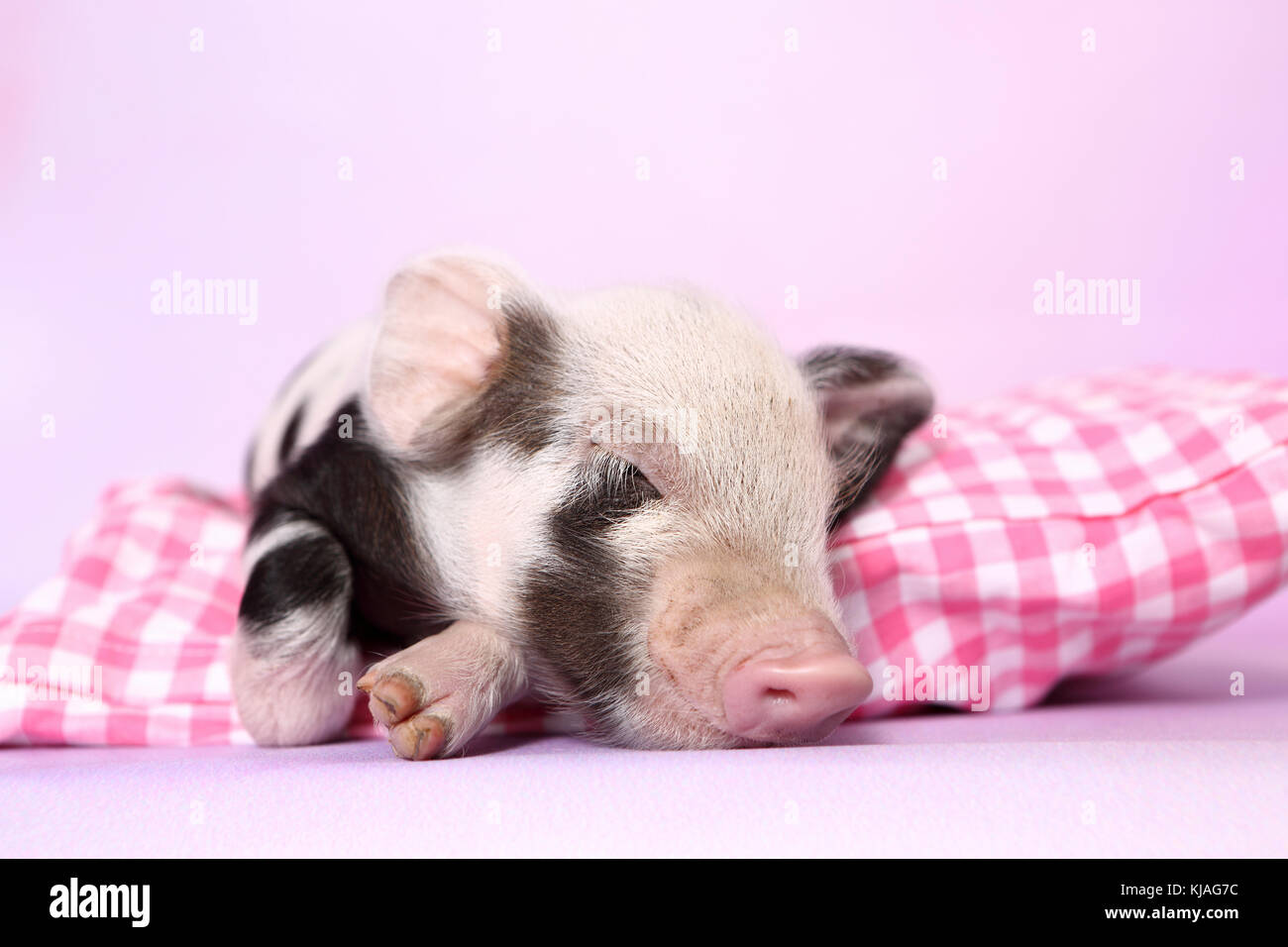 Domestic Pig, Turopolje x ?. Piglet sleeping on pink-checkered pillow. Studio picture seen against a pink background. Germany Stock Photo