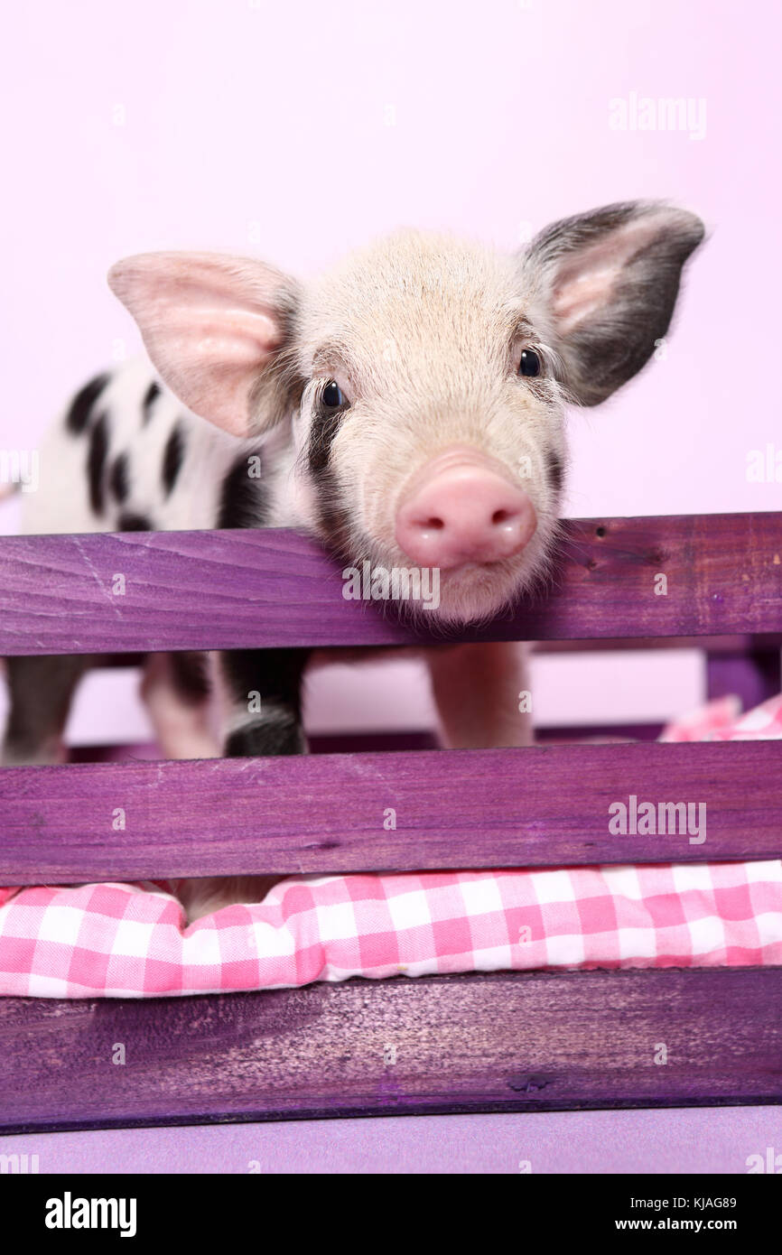 Domestic Pig, Turopolje x ?. Piglet looking over a purple wooden rail. Studio picture seen against a pink background. Germany Stock Photo
