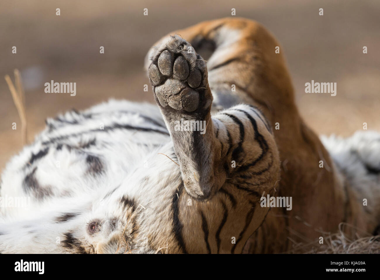White Asian (Bengal) Tiger (Panthera tigris tigris), hindlegs, paws Stock  Photo - Alamy