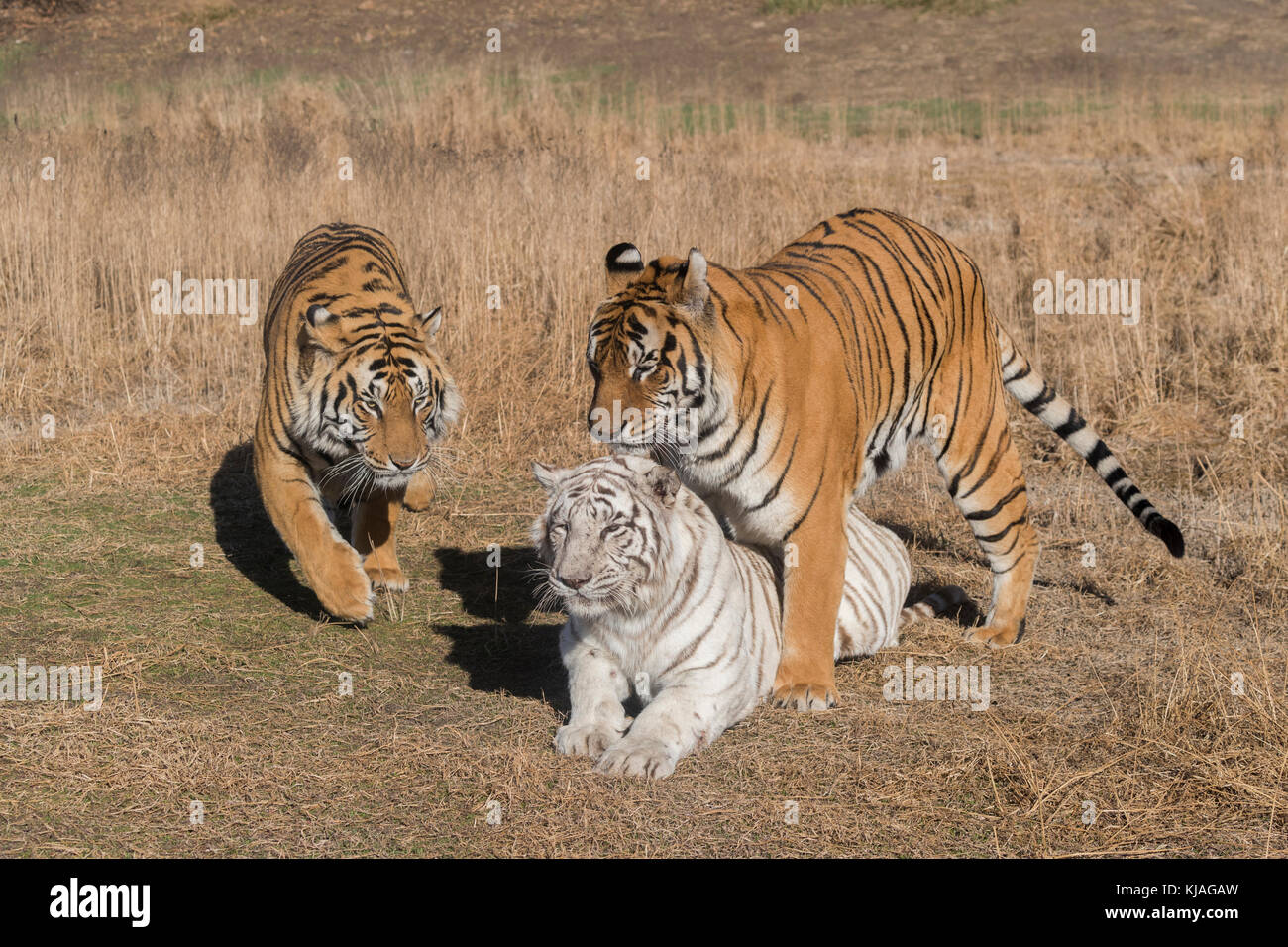 Asian (Bengal) Tiger (Panthera tigris tigris), two normal (males) and one white (female) in rutting period, one of the males is the white tigress's son and she refuses to mate with him as he tries desperately to win her favors, coupling Stock Photo