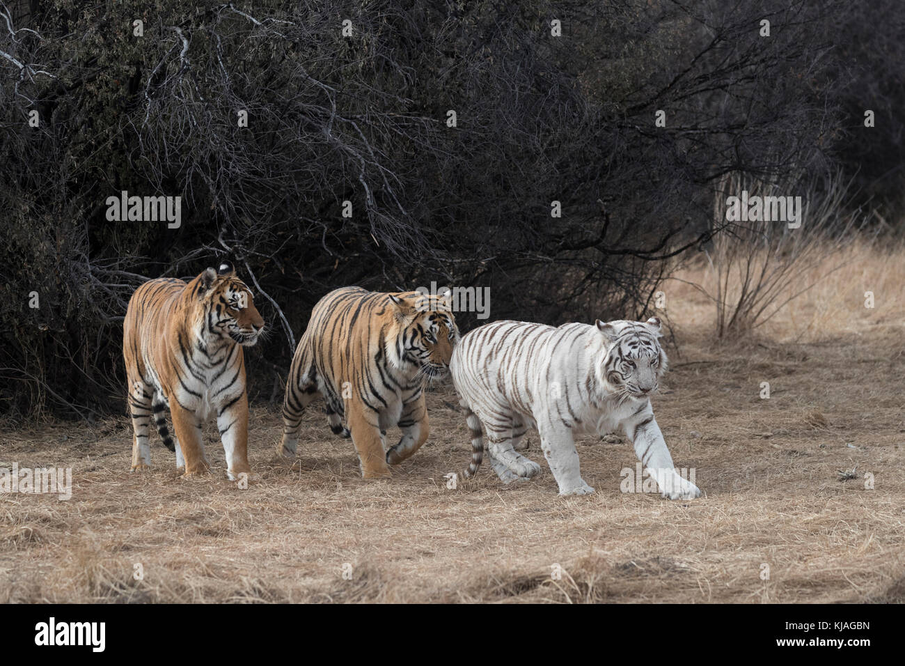Asian (Bengal) Tiger (Panthera tigris tigris), two normal (males) and one white (female) in rutting period, one of the males is the white tigress's son and she refuses to mate with him as he tries desperately to win her favors, coupling Stock Photo