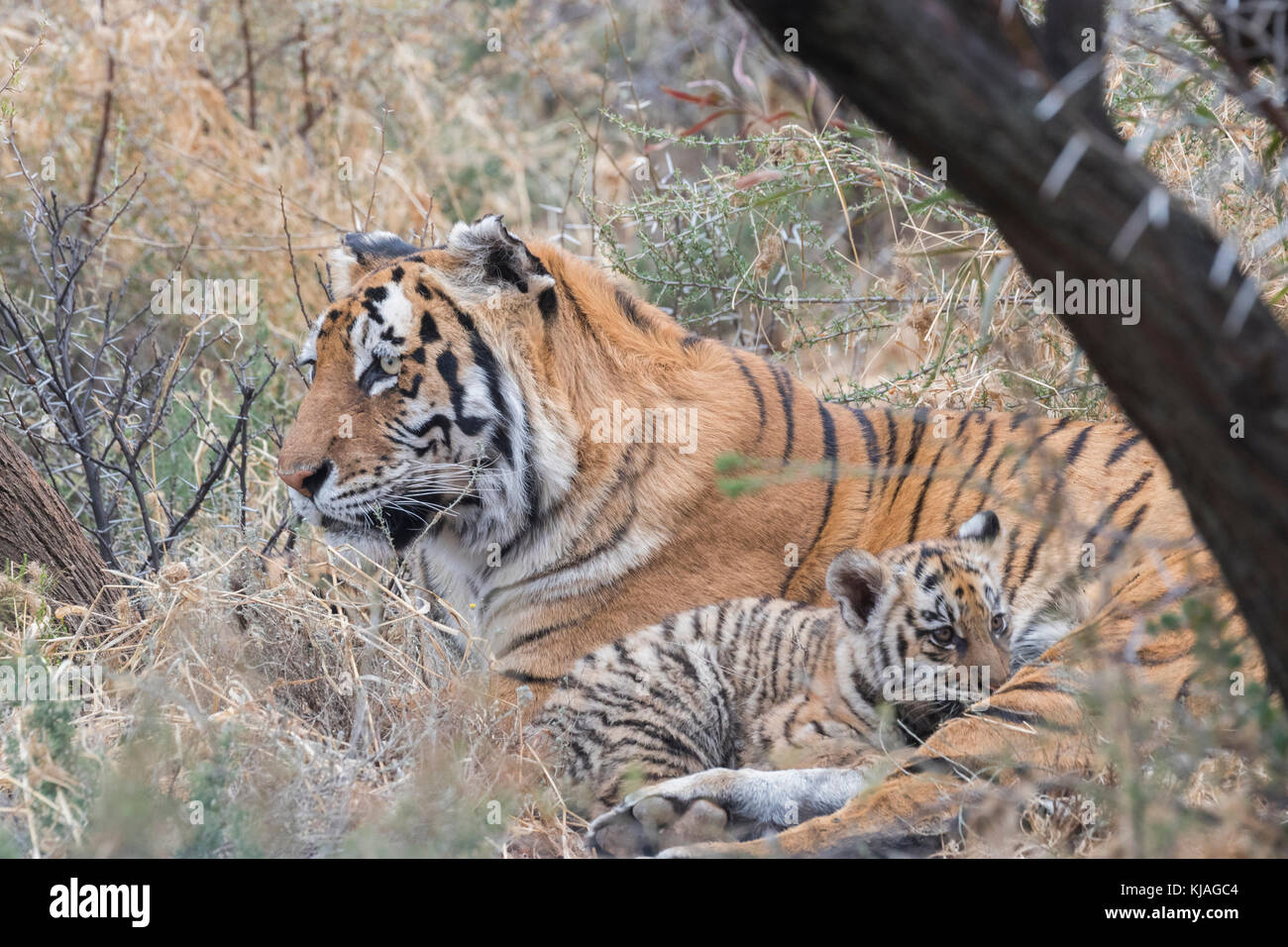 Asian (Bengal) Tiger (Panthera tigris tigris) , Weibchen ruht mit ihren Babies in einem Versteck Stock Photo