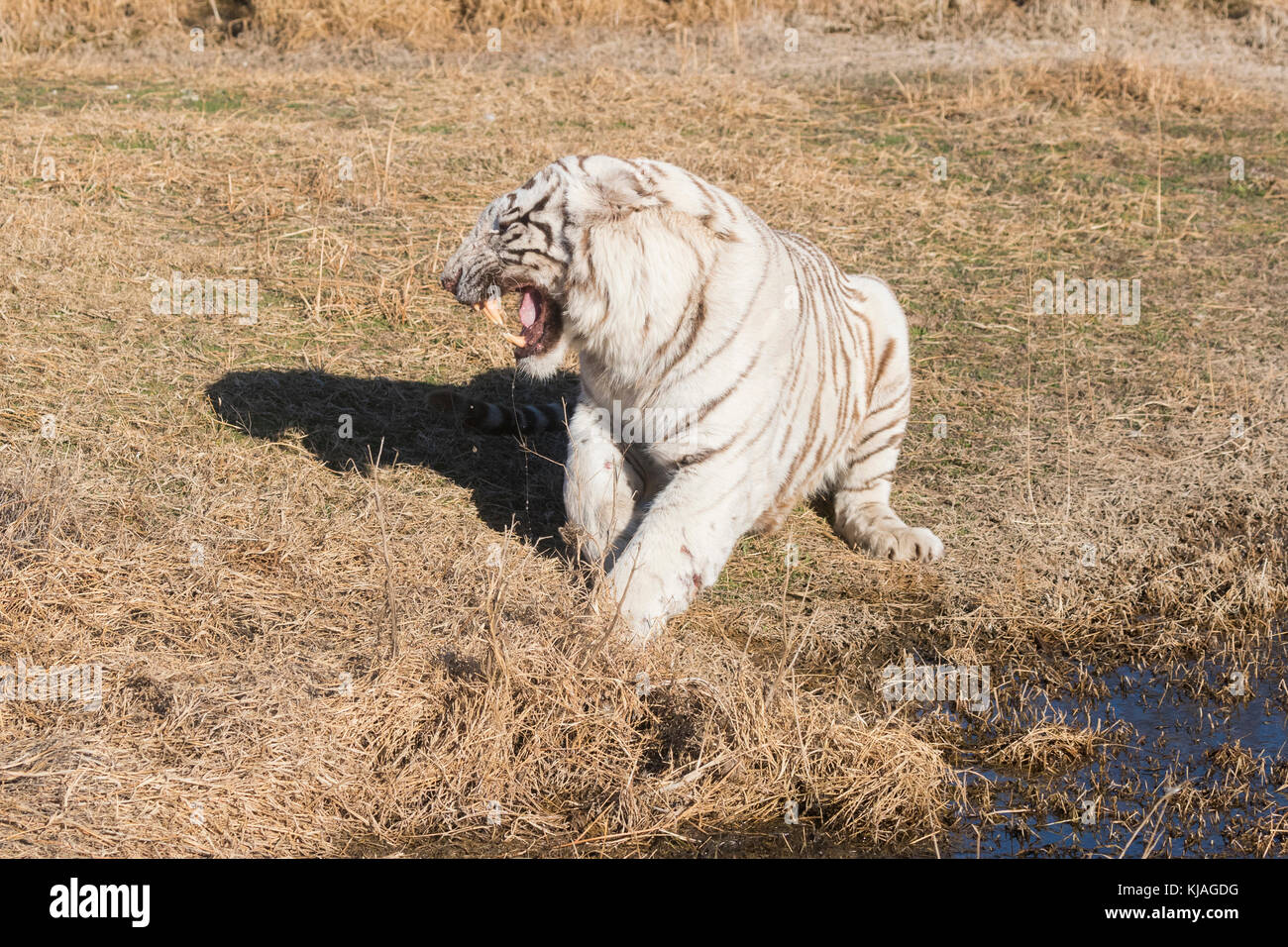 White Asian (Bengal) Tiger (Panthera tigris tigris), roaring agressively Stock Photo
